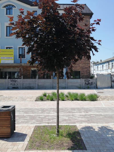 tree