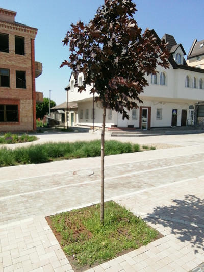 tree