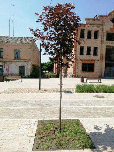 tree