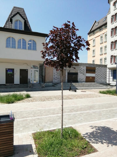 tree