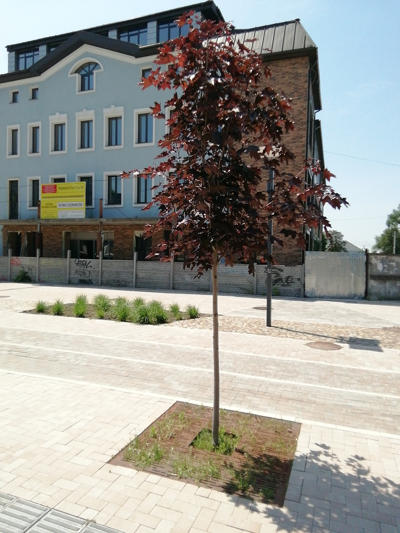 tree