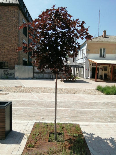 tree