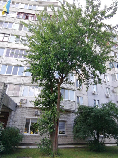 tree