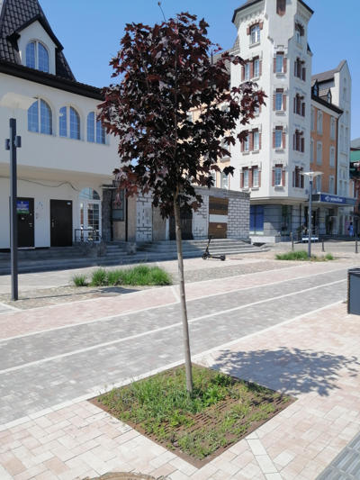 tree