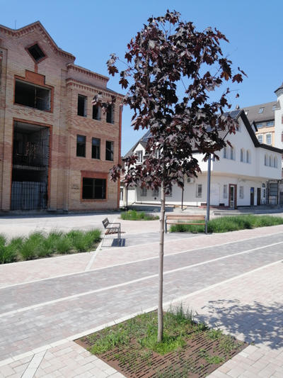 tree