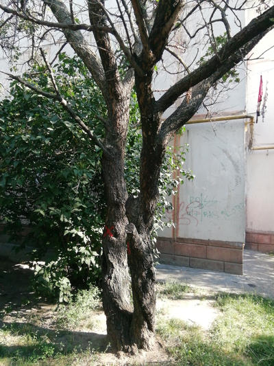 tree